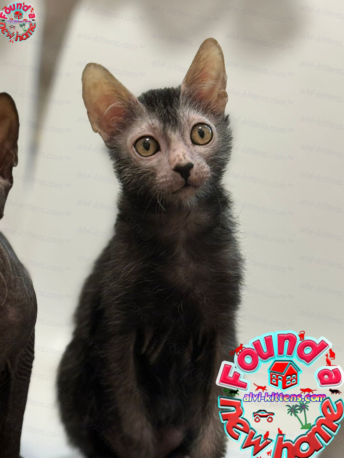 Lykoi Kitten Name "Tayson"