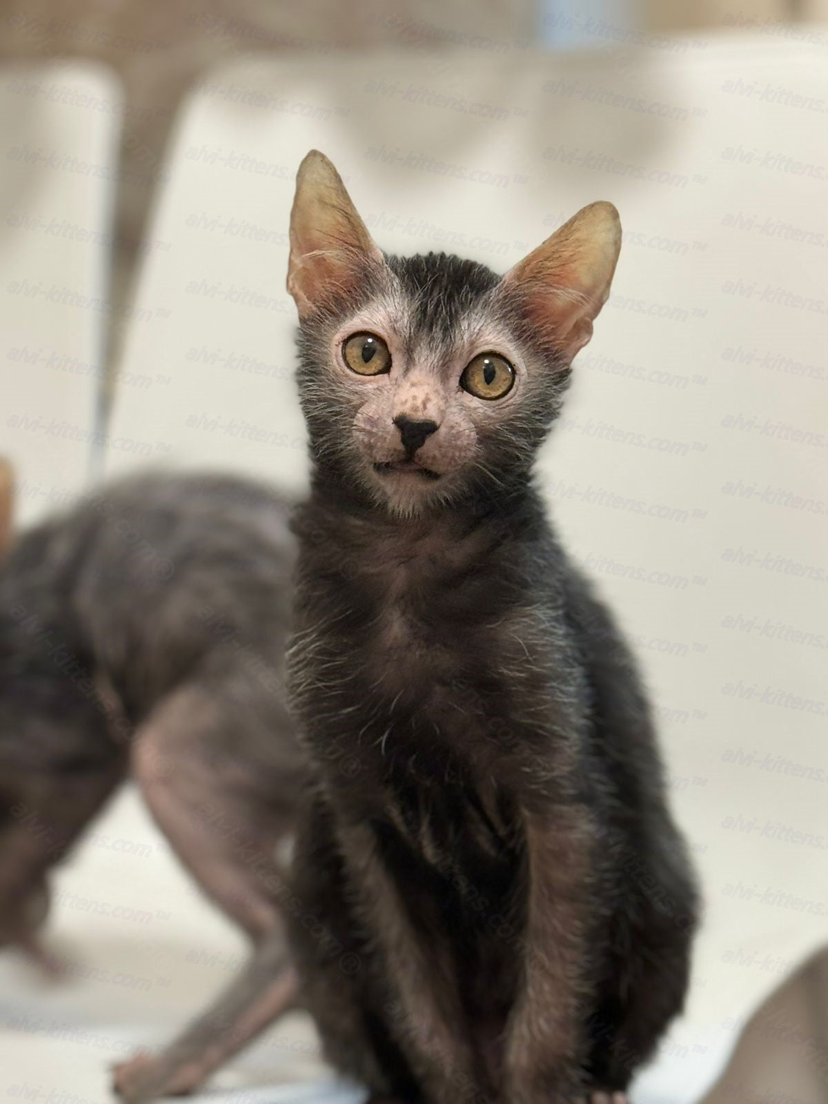 Lykoi Kitten Name "Tayson"