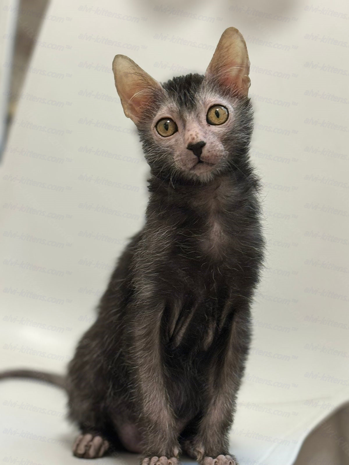 Lykoi Kitten Name "Tayson"