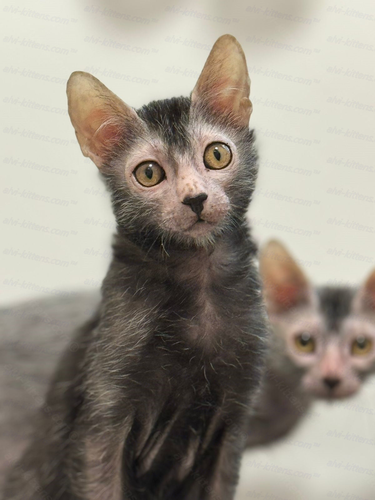 Lykoi Kitten Name "Tayson"