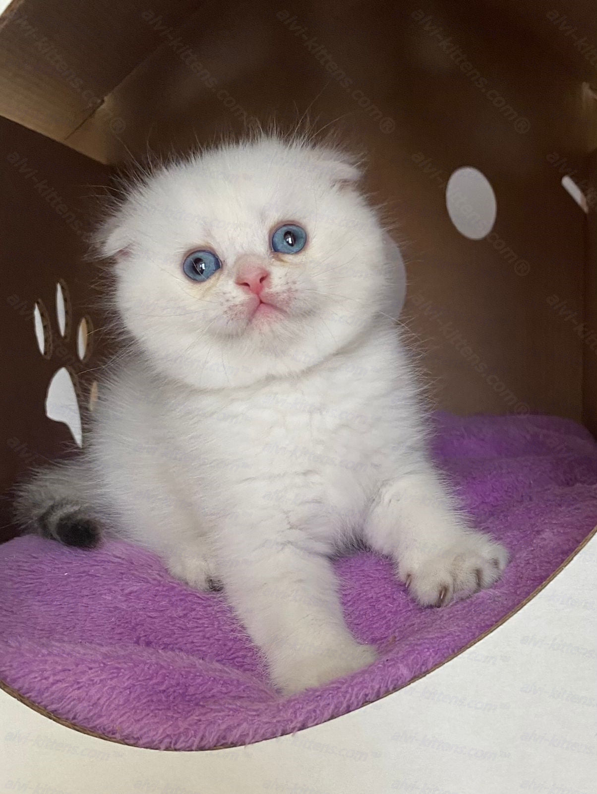 Scottish fold longhair kitten name "Humberto"