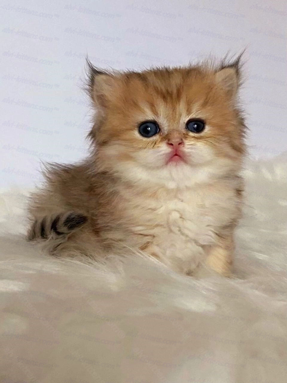 Scottish straight longhair kitten name "Halva"