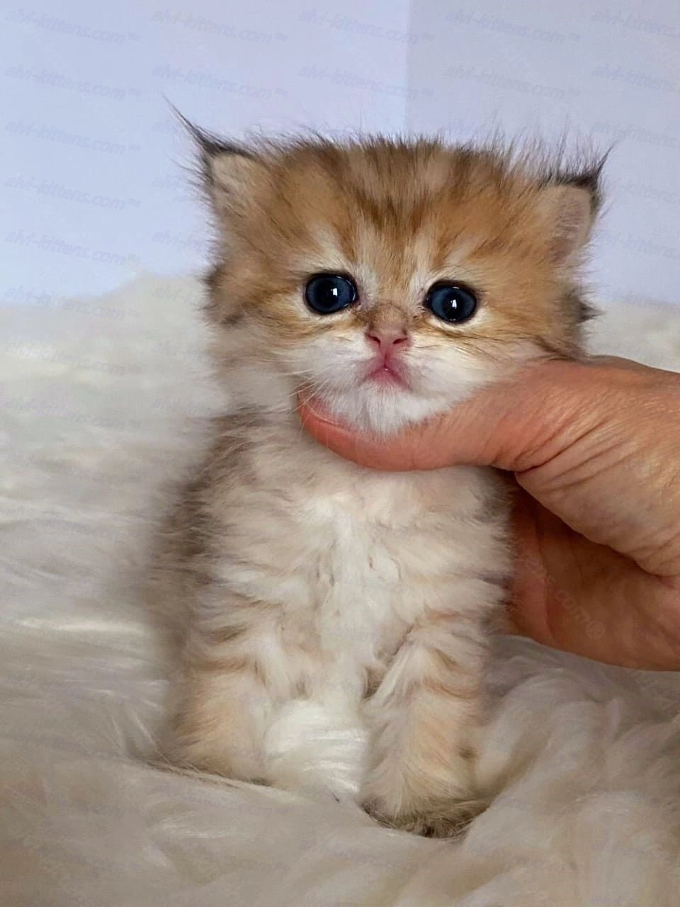 Scottish straight longhair kitten name "Halva"