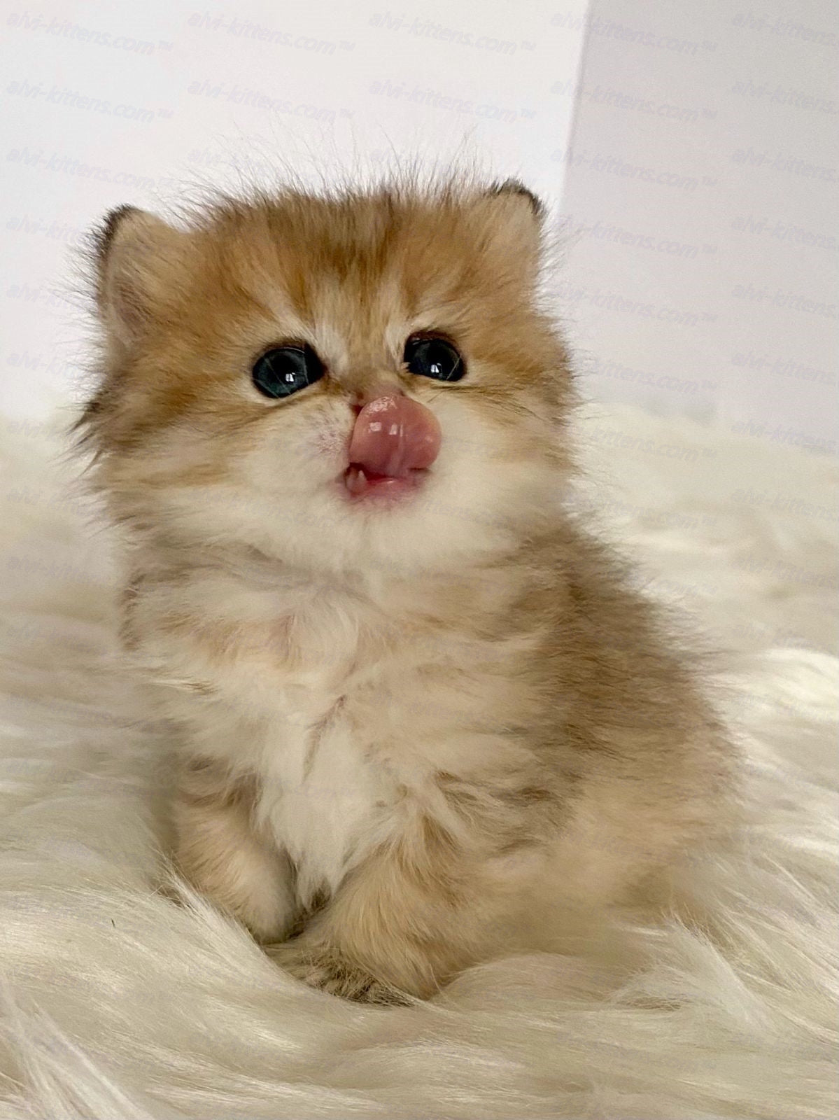 Scottish straight longhair kitten name "Halva"
