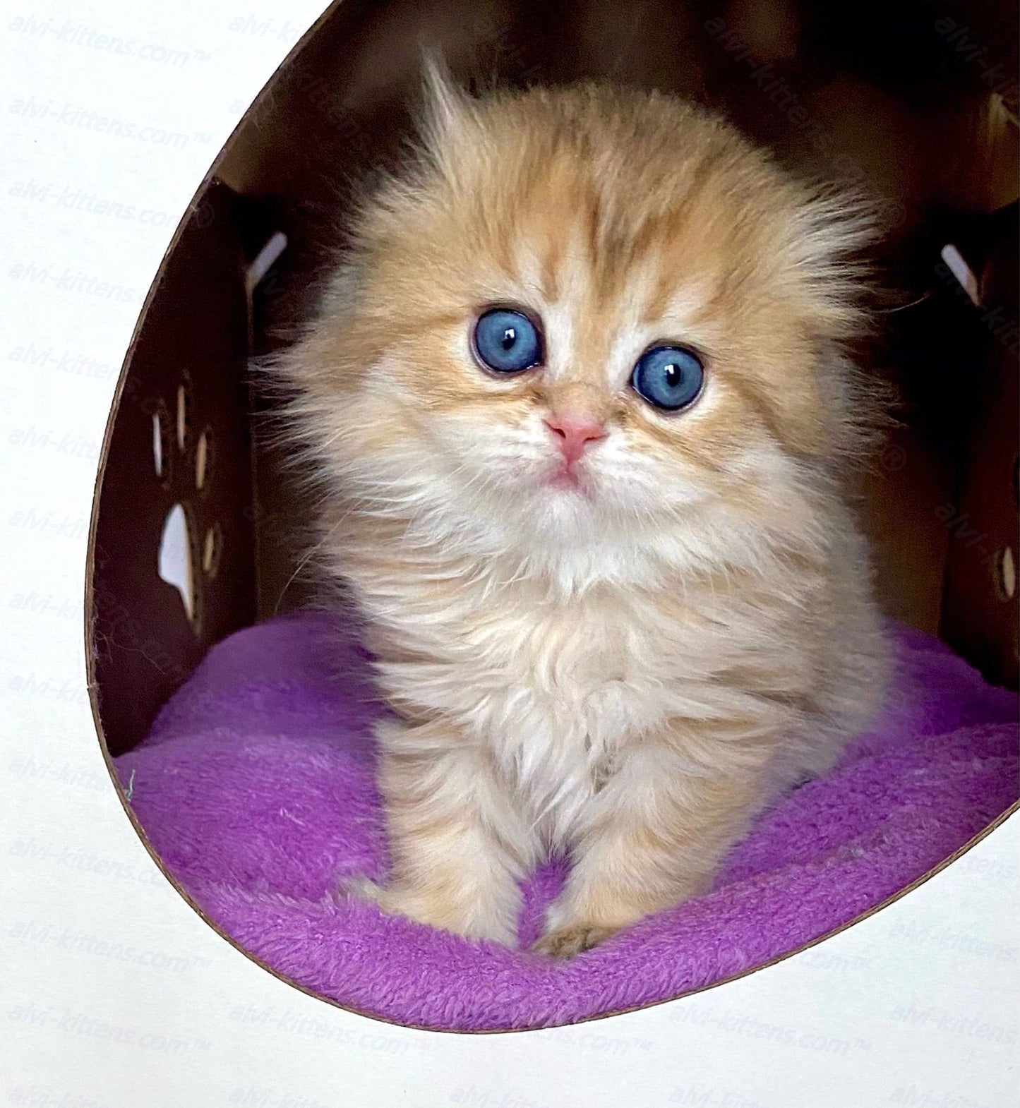 Scottish fold longhair kitten name "Holli"