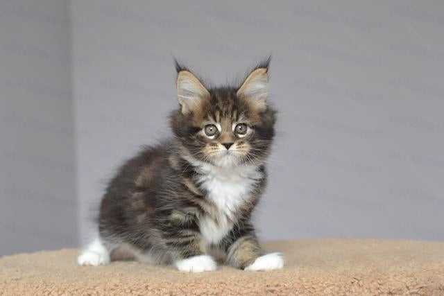 Maine Coon Kitten Name "Ushanka"