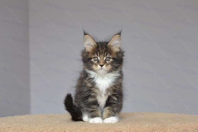 Maine Coon Kitten Name "Ushanka"