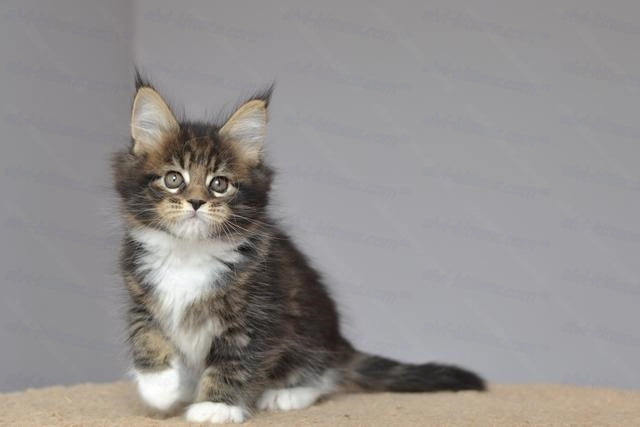 Maine Coon Kitten Name "Ushanka"