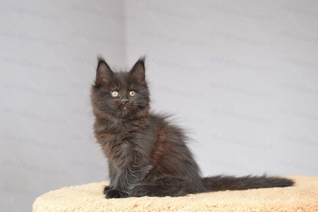 Maine Coon Kitten Name "Ursulina"