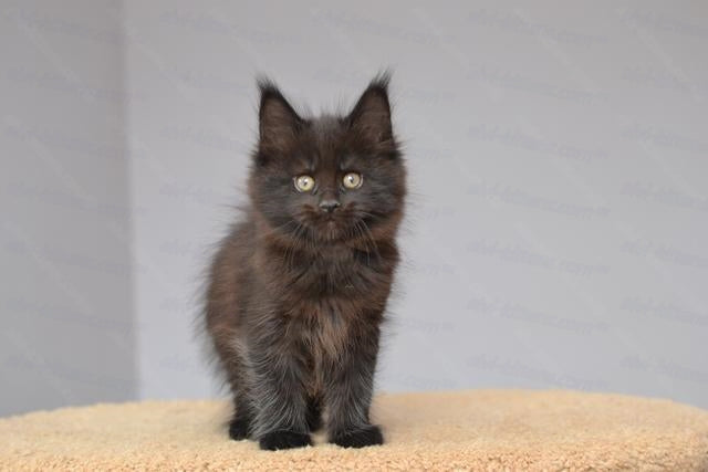 Maine Coon Kitten Name "Ursulina"