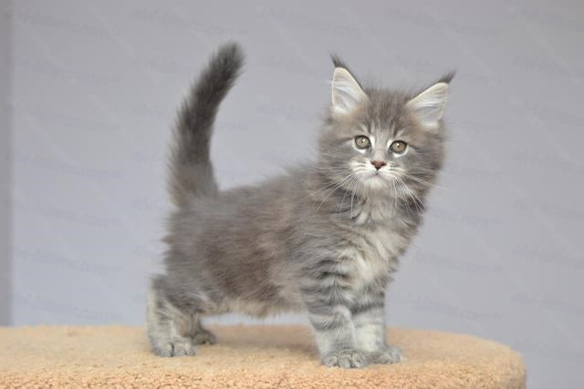 Maine Coon Kitten Name "Undina"