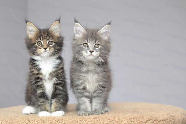 Maine Coon Kitten Name "Undina"