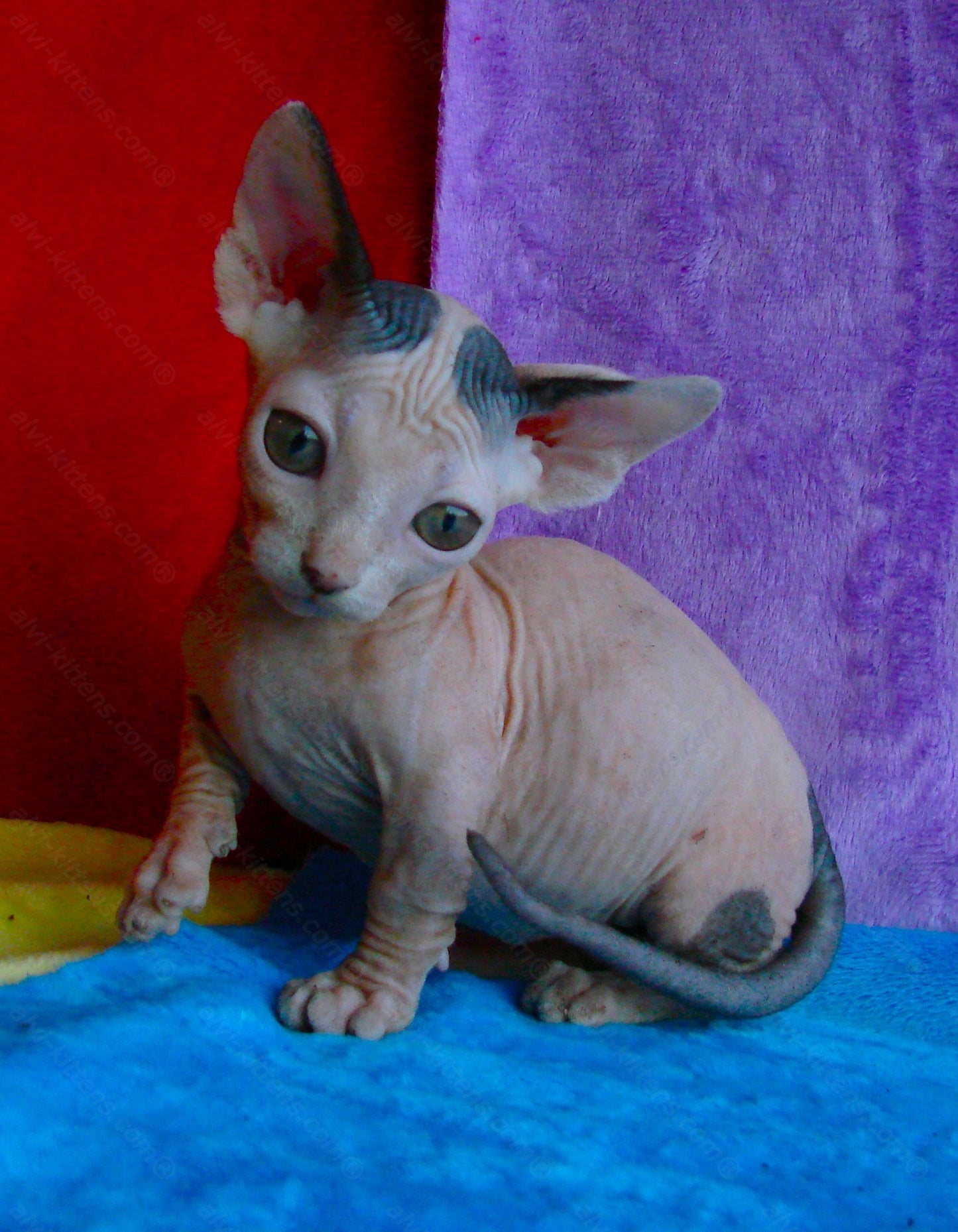 Bambino Kitten Name "Bf-01"