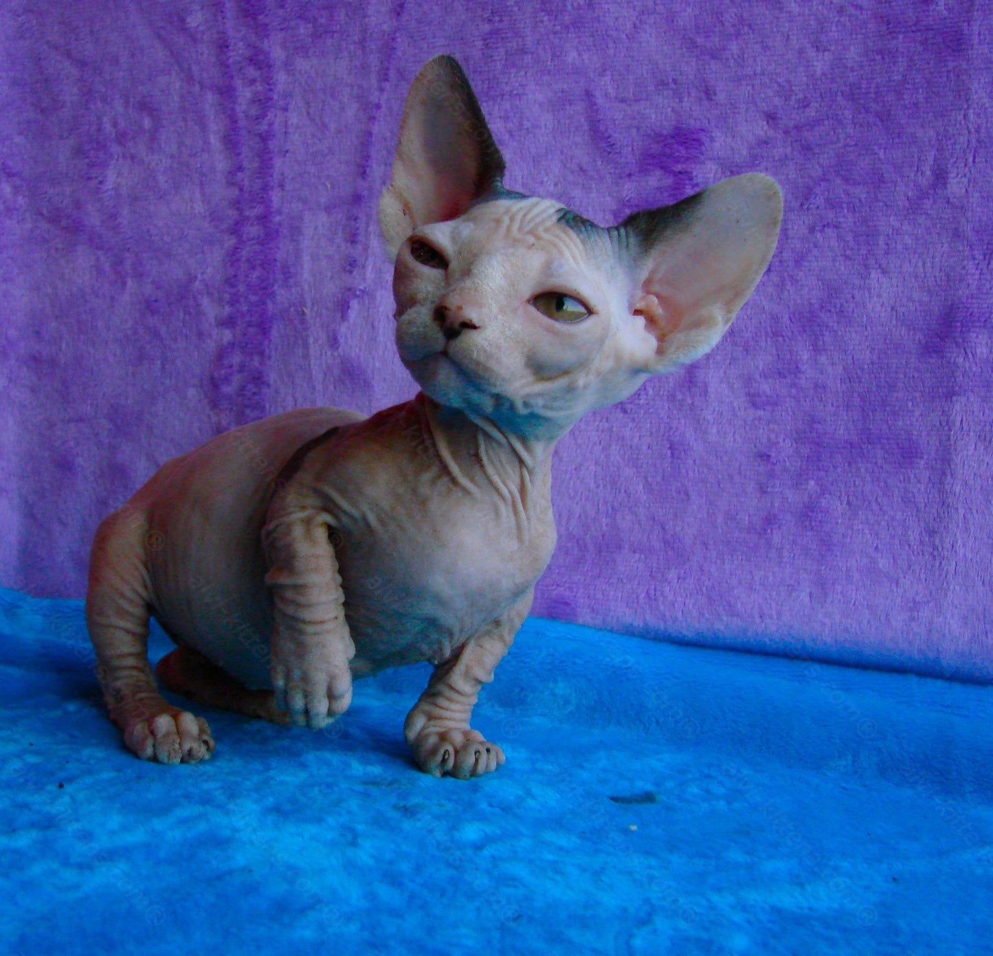 Bambino Kitten Name "Bf-01"