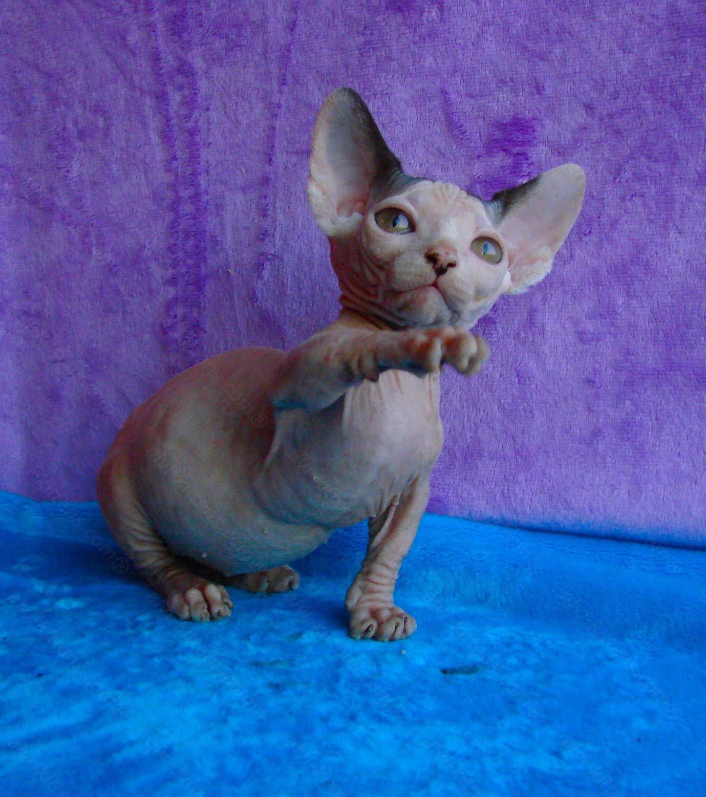 Bambino Kitten Name "Bf-01"