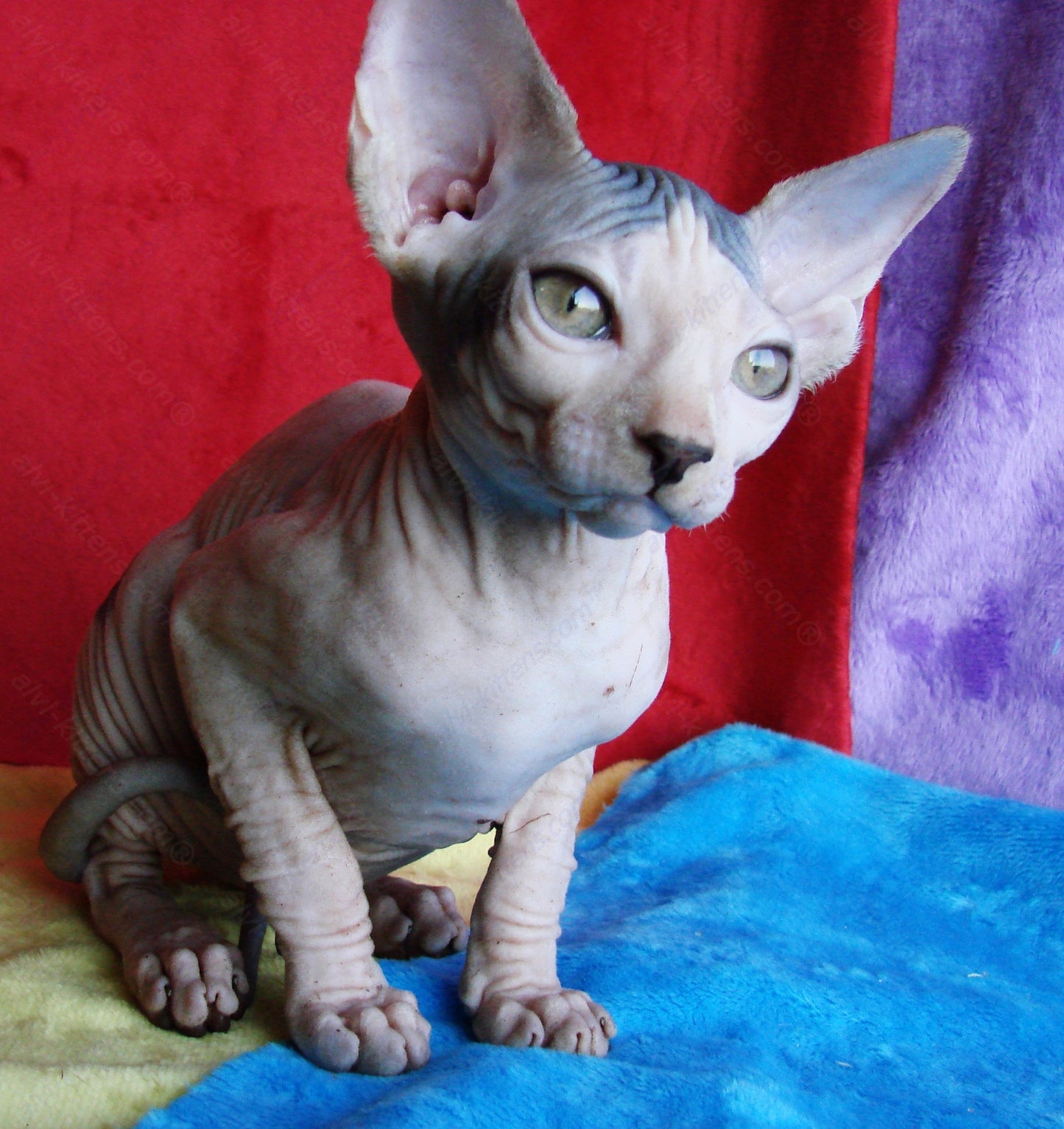 Canadian Sphynx Kitten "CSf-014"