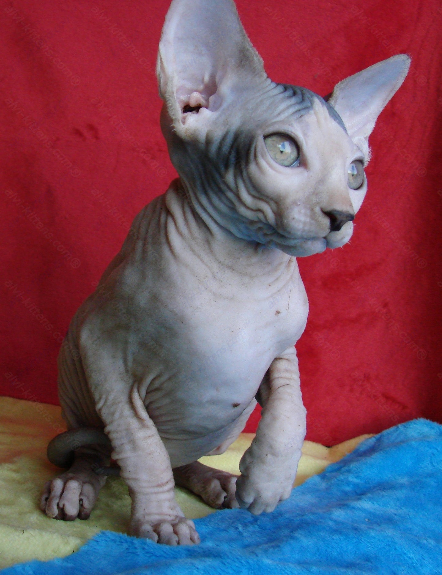 Canadian Sphynx Kitten "CSf-014"