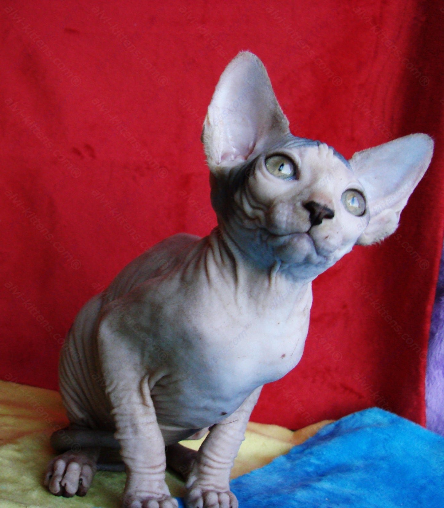 Canadian Sphynx Kitten "CSf-014"
