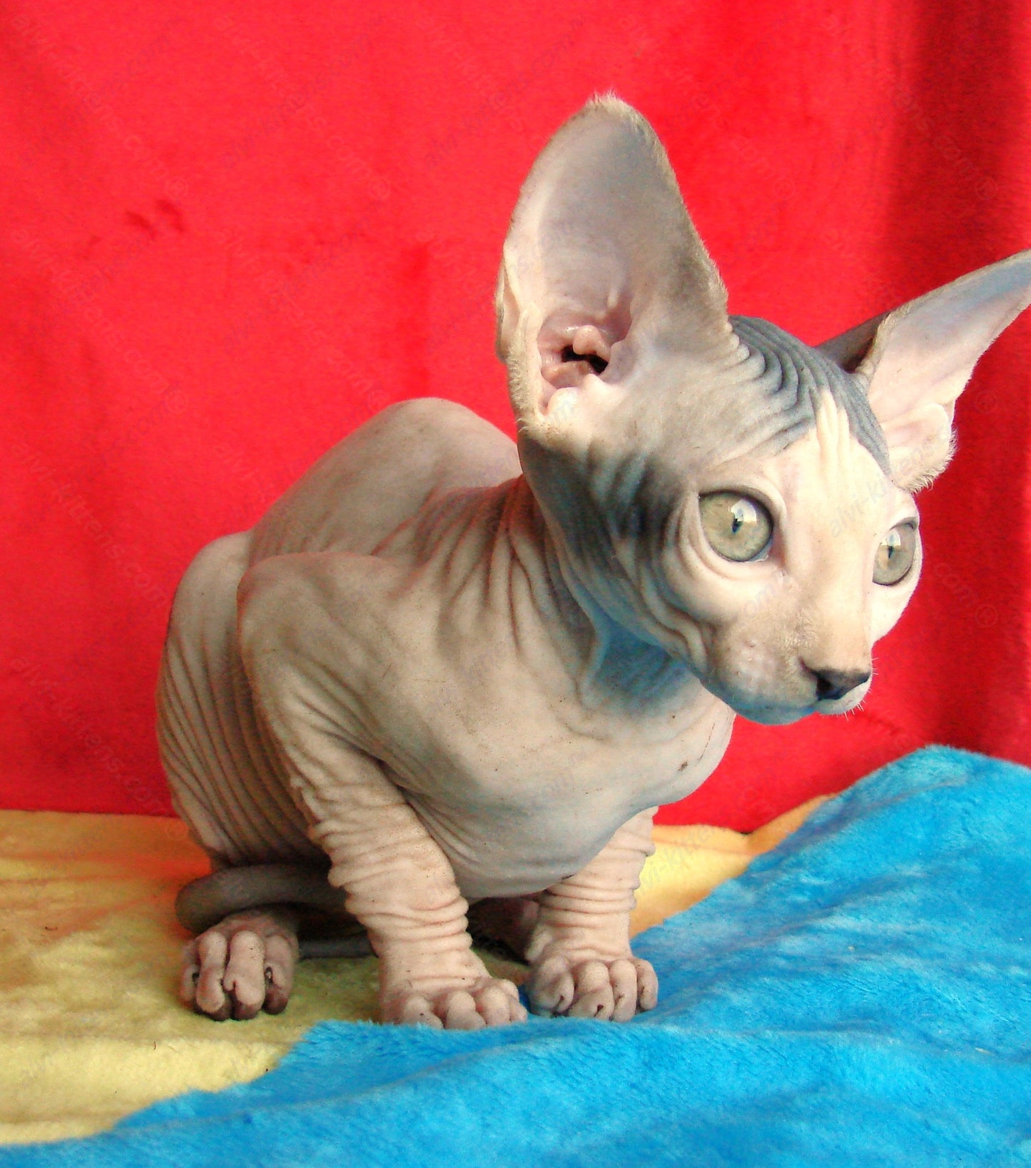 Canadian Sphynx Kitten "CSf-014"