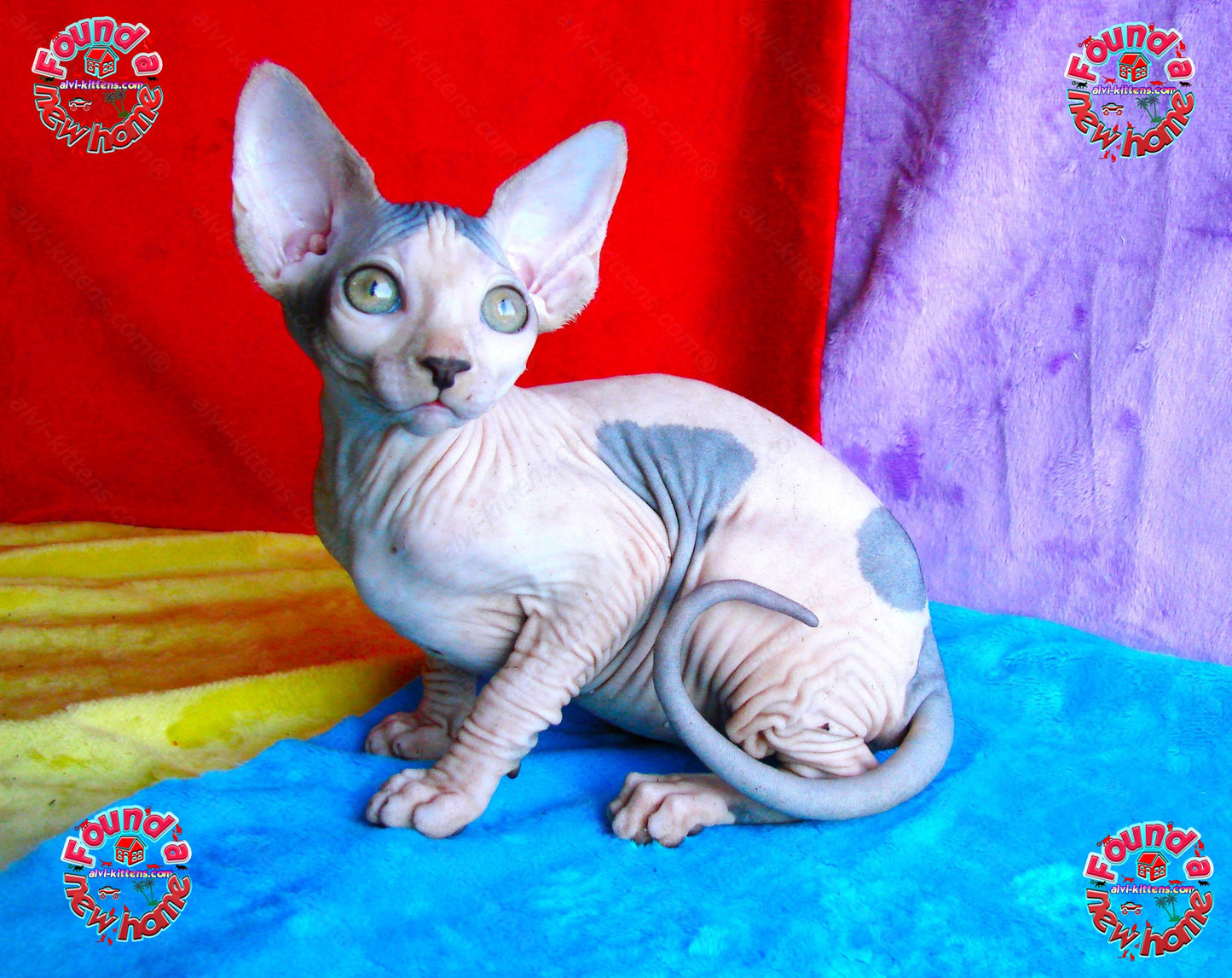 Canadian Sphynx Kitten "CSf-014"