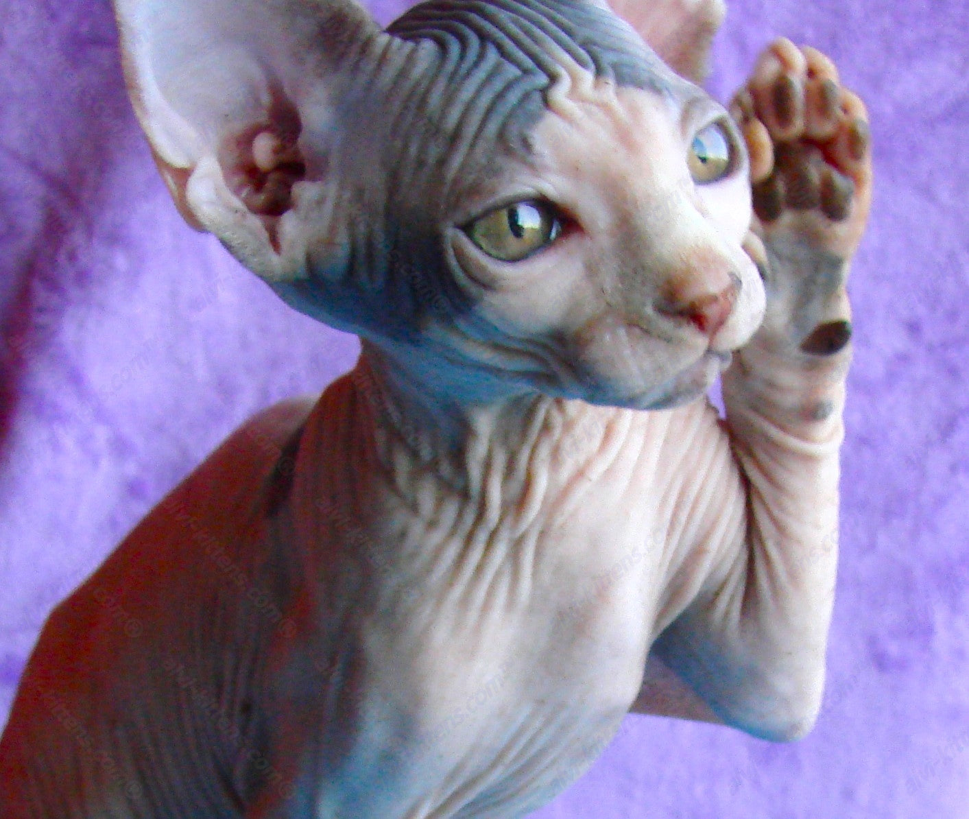 Canadian Sphynx Kitten "CSm-009"