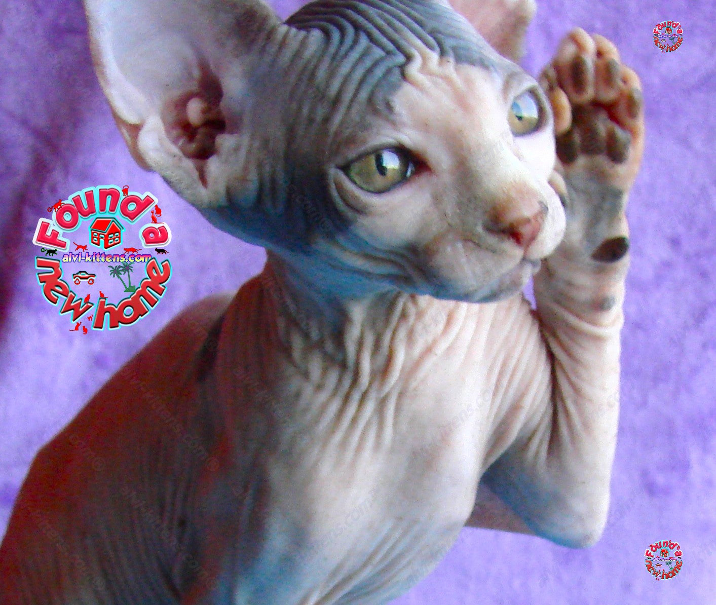 Canadian Sphynx Kitten "CSm-009"