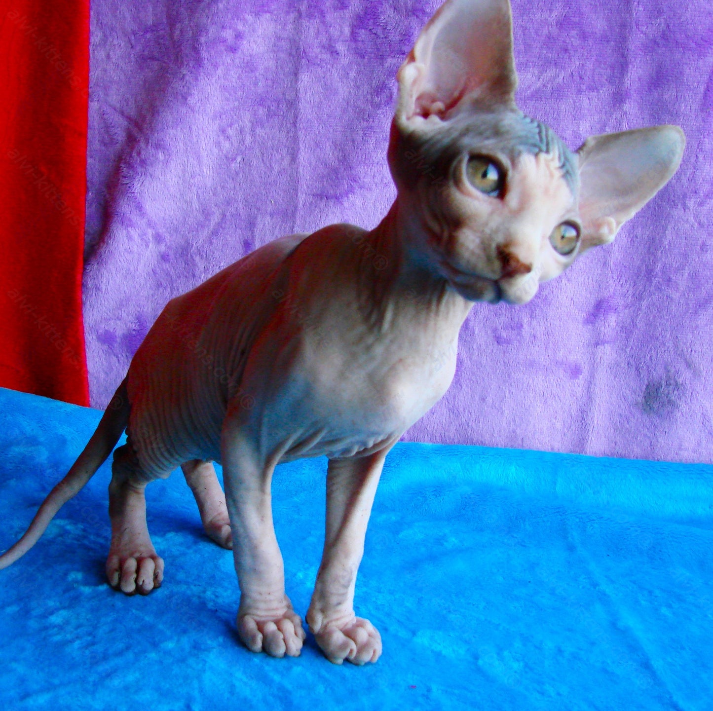 Canadian Sphynx Kitten "CSm-009"