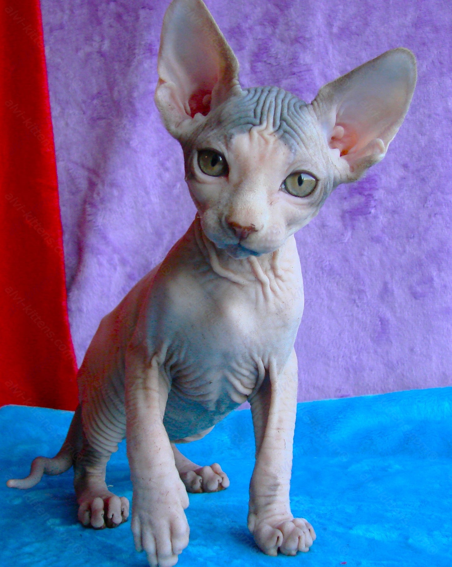 Canadian Sphynx Kitten "CSm-009"