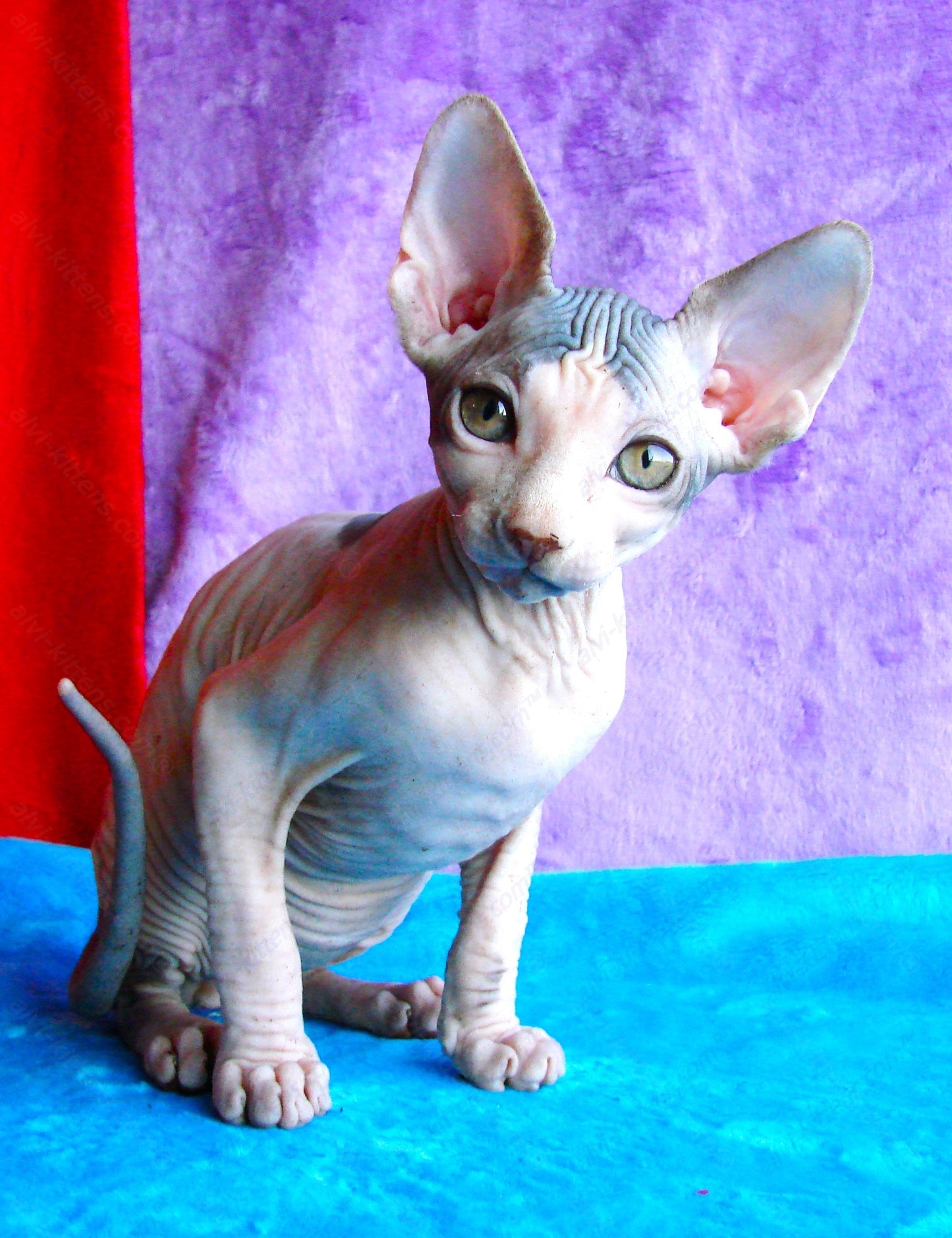 Canadian Sphynx Kitten "CSm-009"