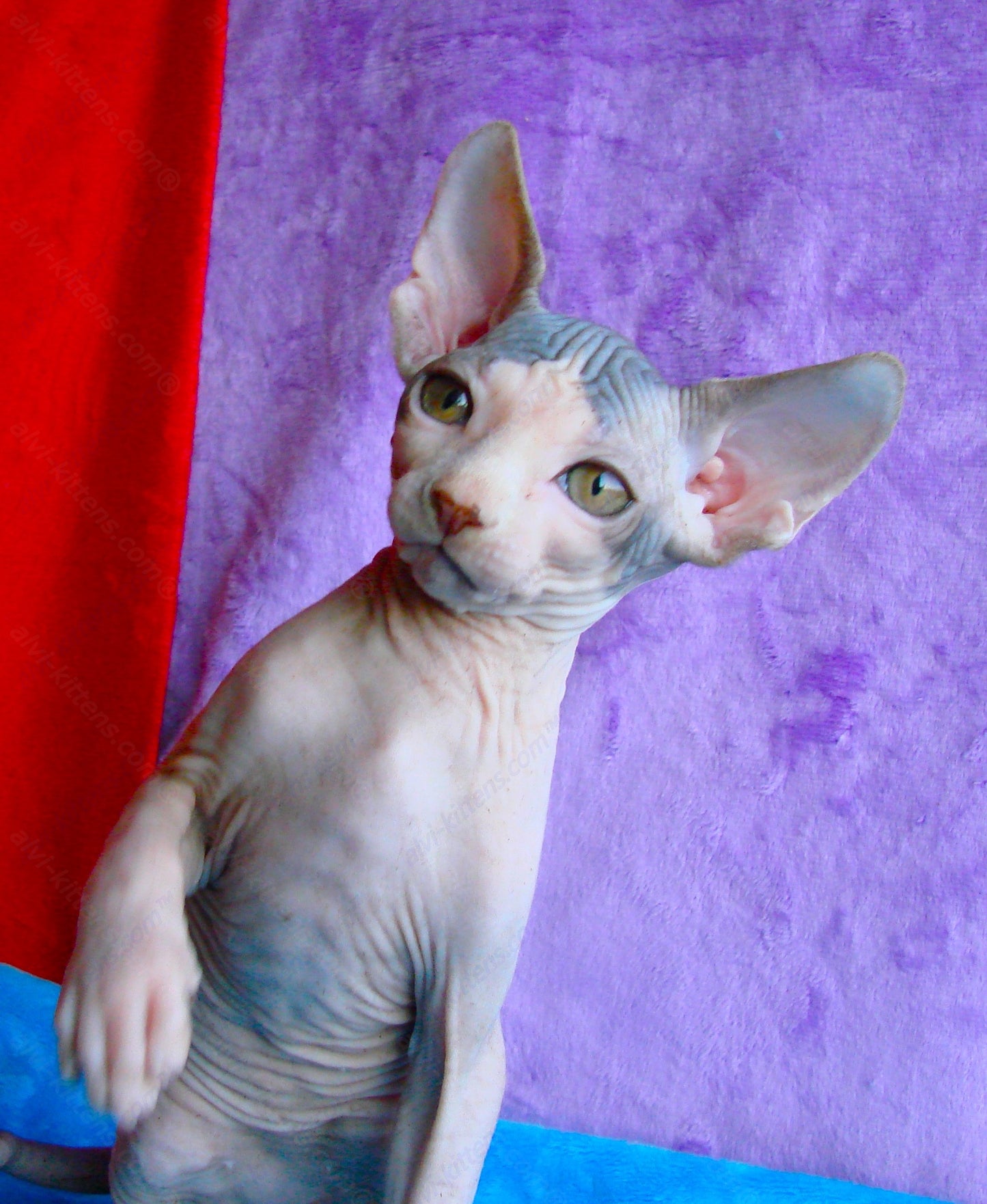 Canadian Sphynx Kitten "CSm-009"