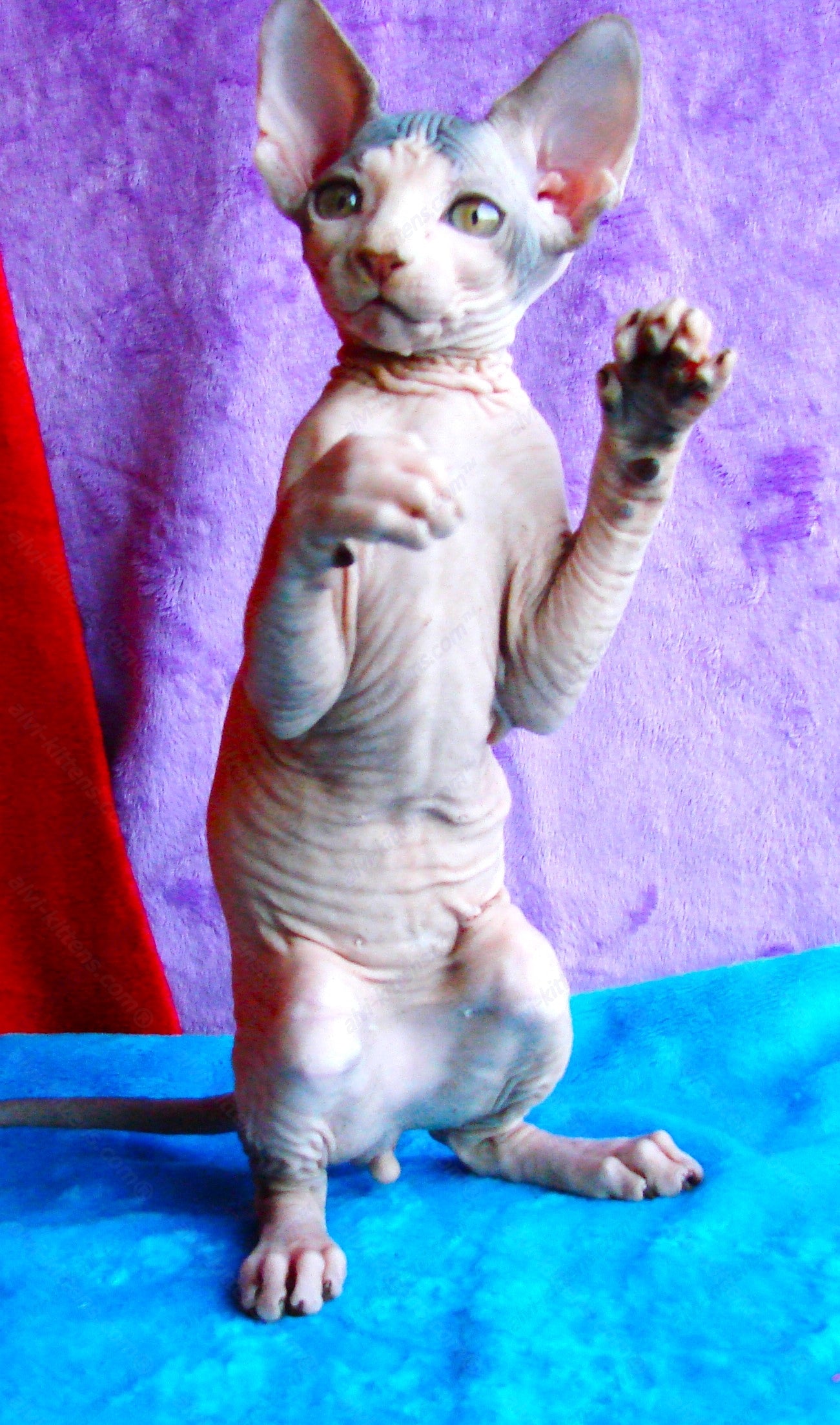 Canadian Sphynx Kitten "CSm-009"