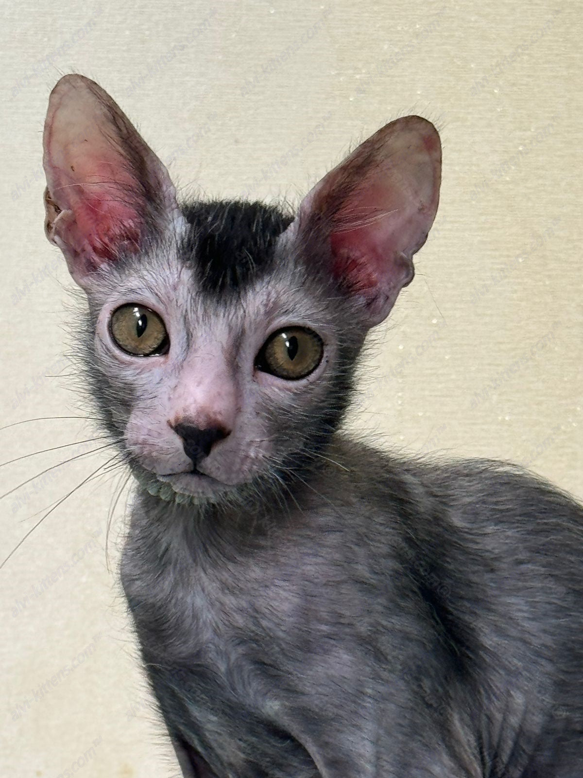 Lykoi Kitten Name "Winston"