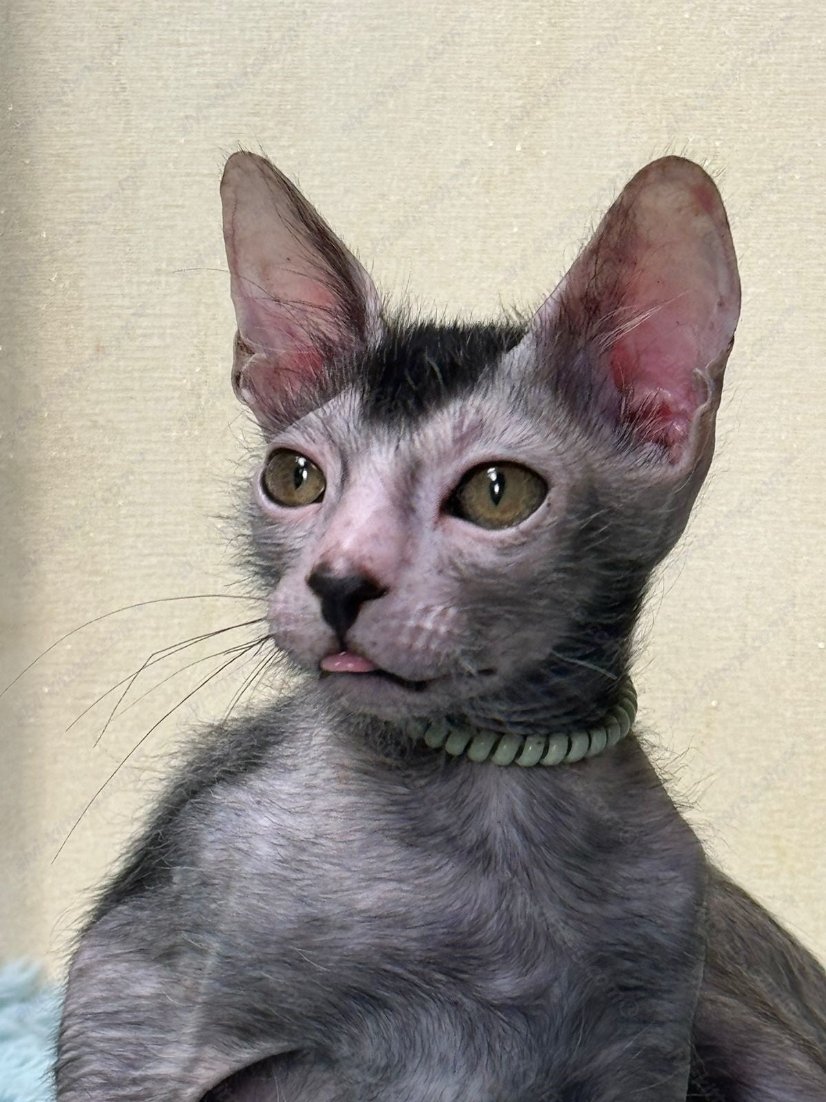 Lykoi Kitten Name "Winston"