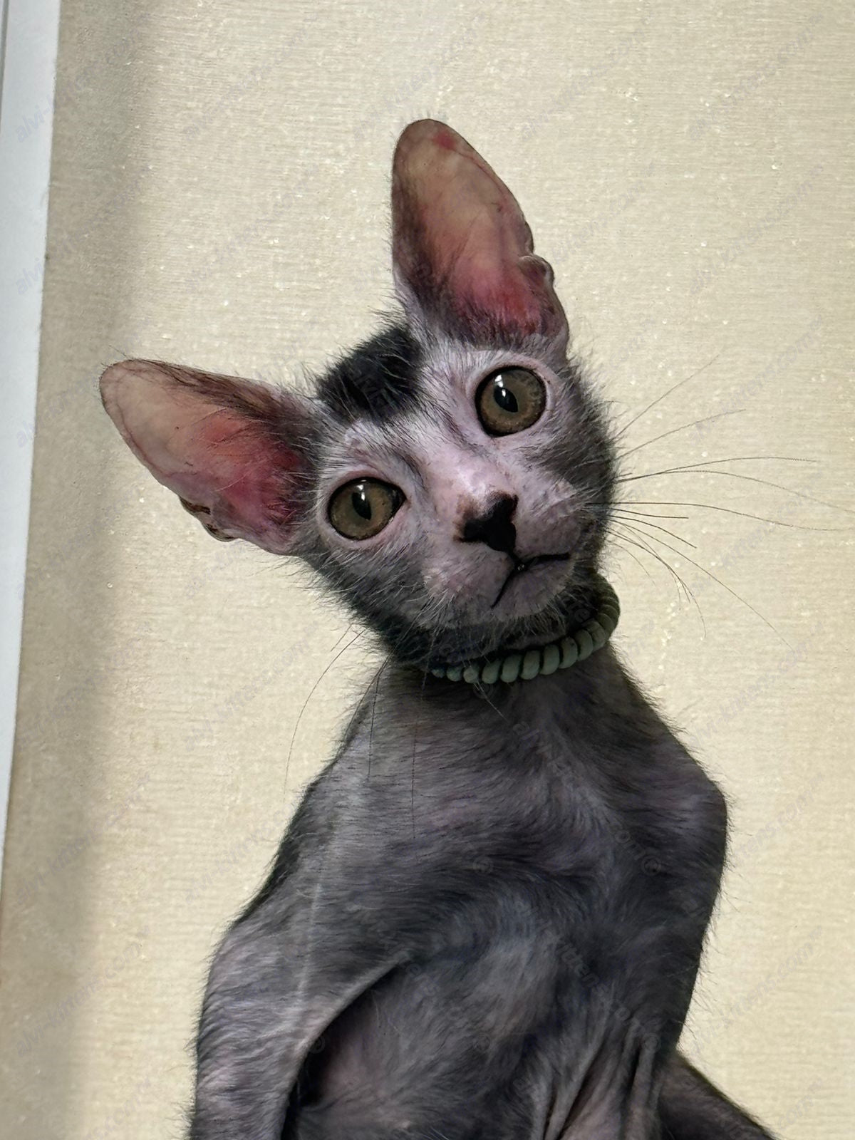 Lykoi Kitten Name "Winston"