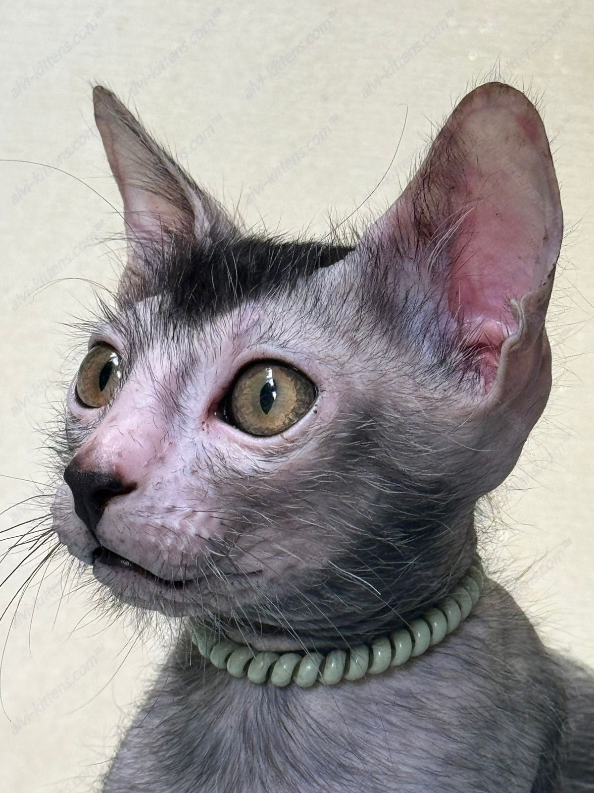 Lykoi Kitten Name "Winston"