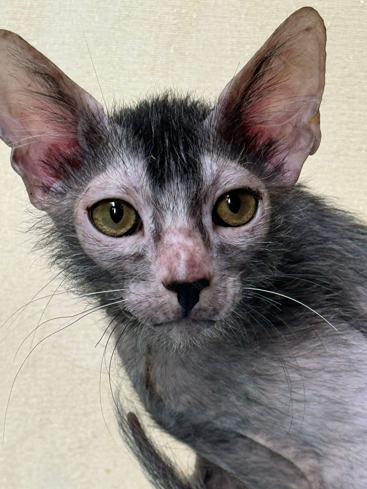 Lykoi Kitten Name "Vm-01"