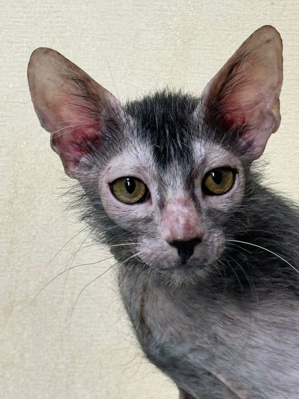 Lykoi Kitten Name "Vm-01"