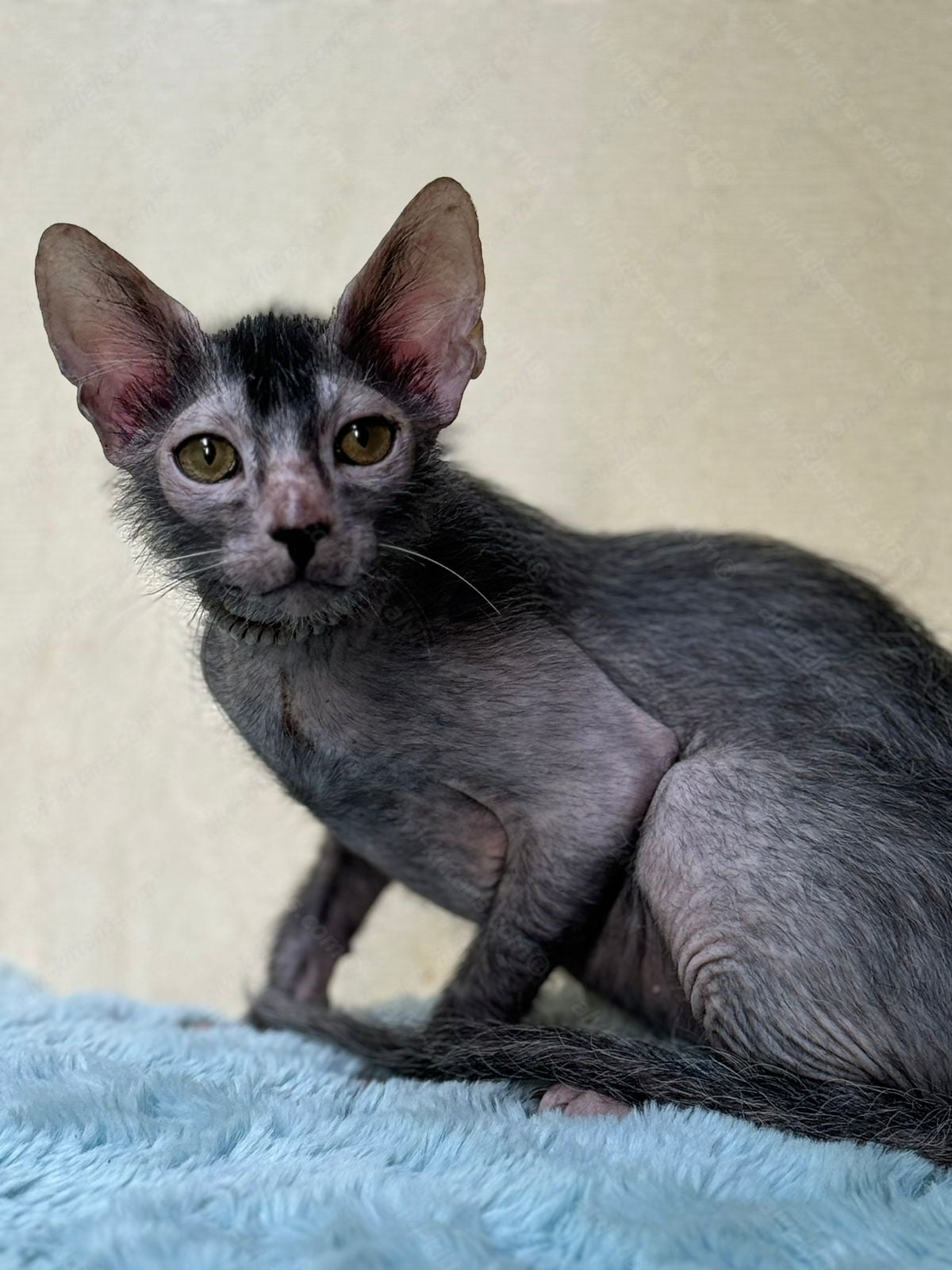 Lykoi Kitten Name "Vm-01"