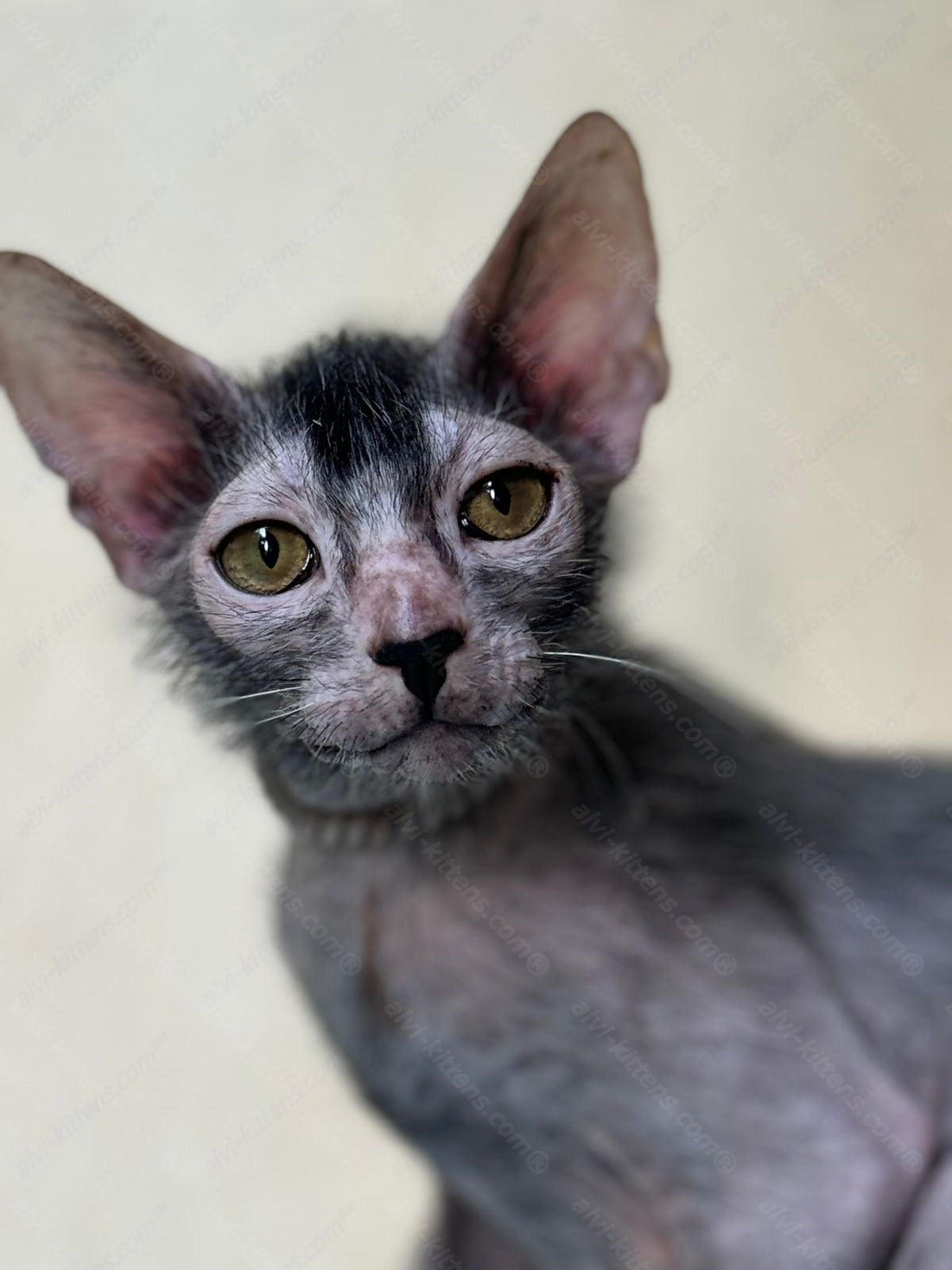 Lykoi Kitten Name "Vm-01"