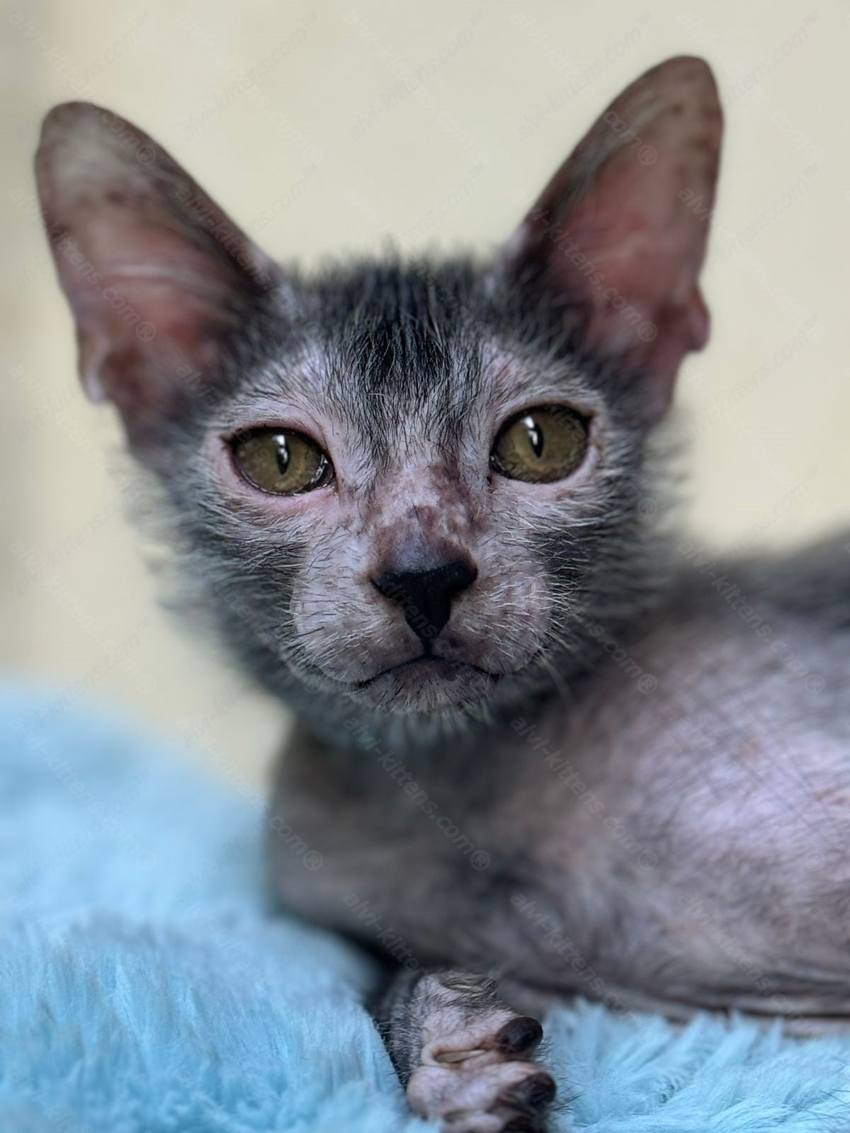 Lykoi Kitten Name "Vm-02"