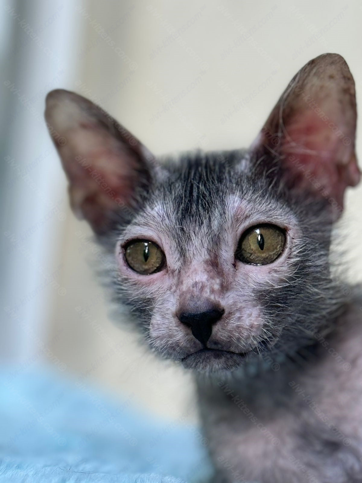 Lykoi Kitten Name "Vm-02"