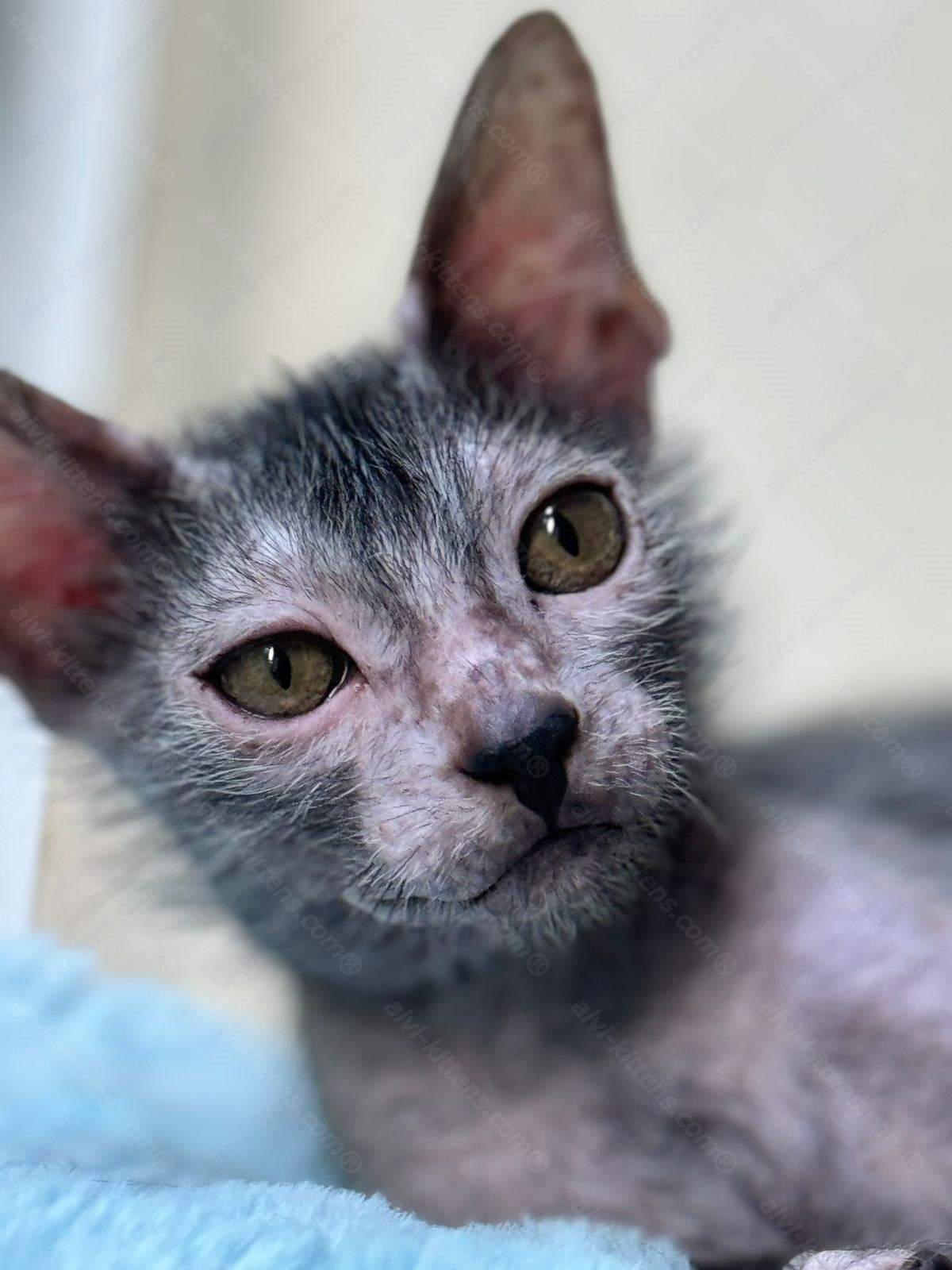 Lykoi Kitten Name "Vm-02"