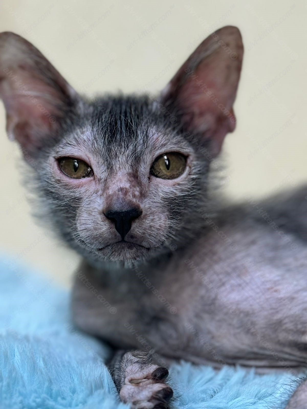 Lykoi Kitten Name "Vm-02"