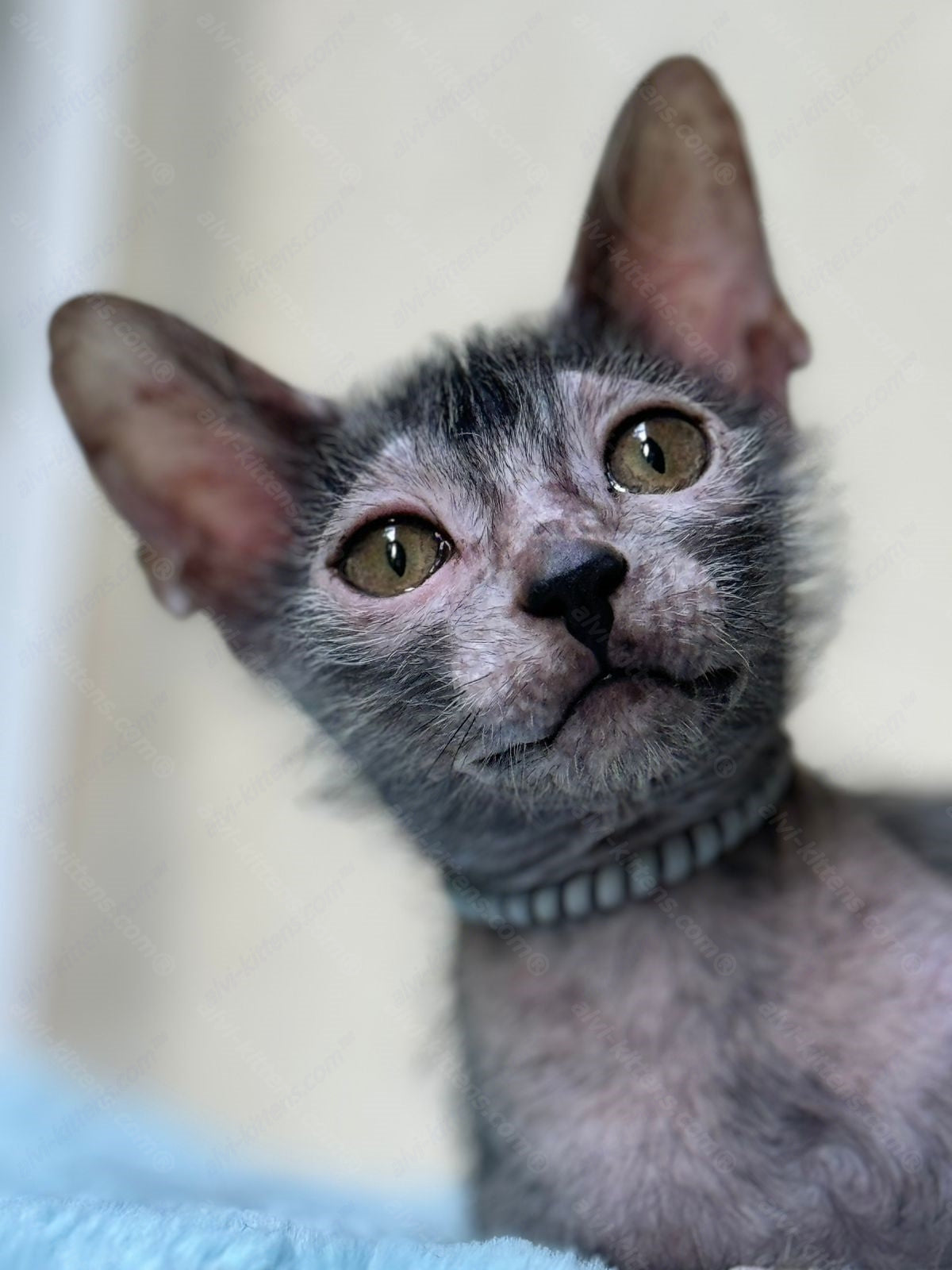 Lykoi Kitten Name "Vm-02"