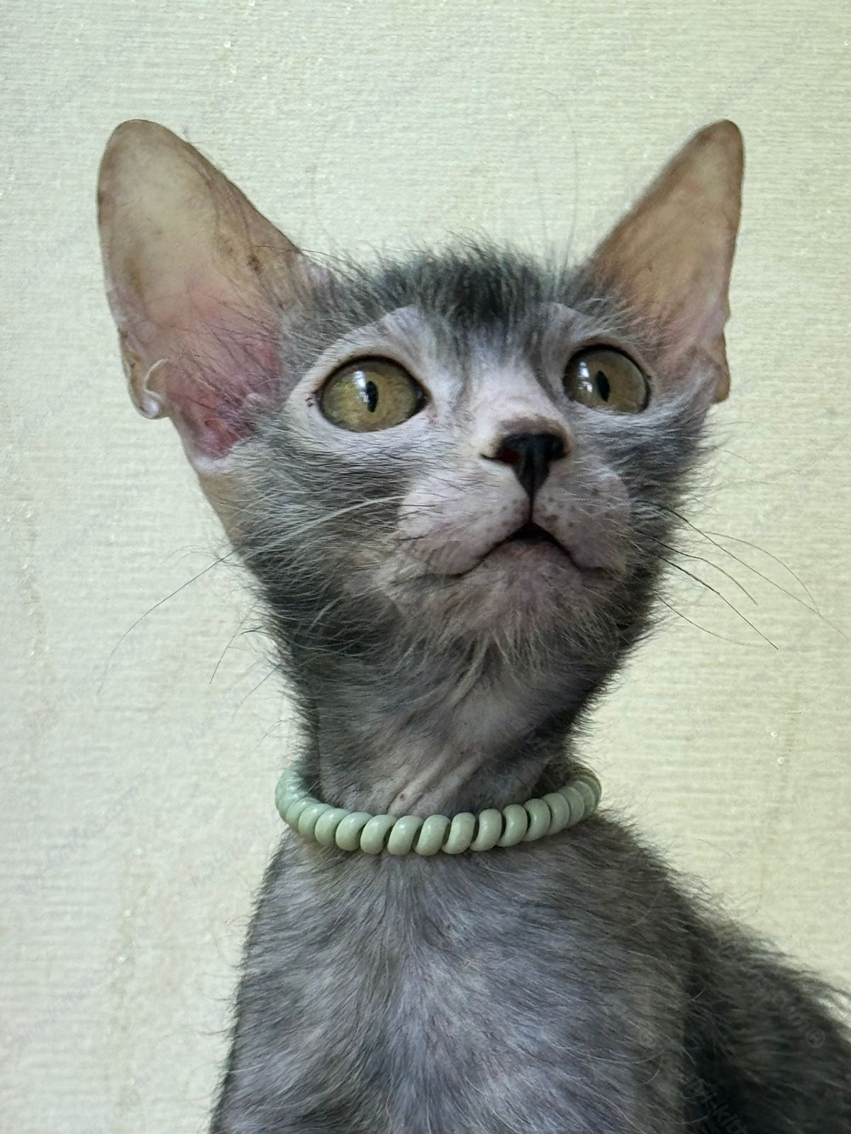Lykoi Kitten Name "Wm-01"