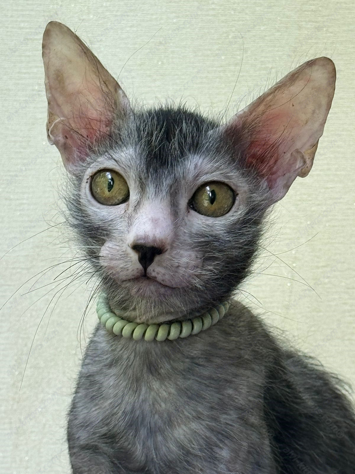 Lykoi Kitten Name "Wm-01"