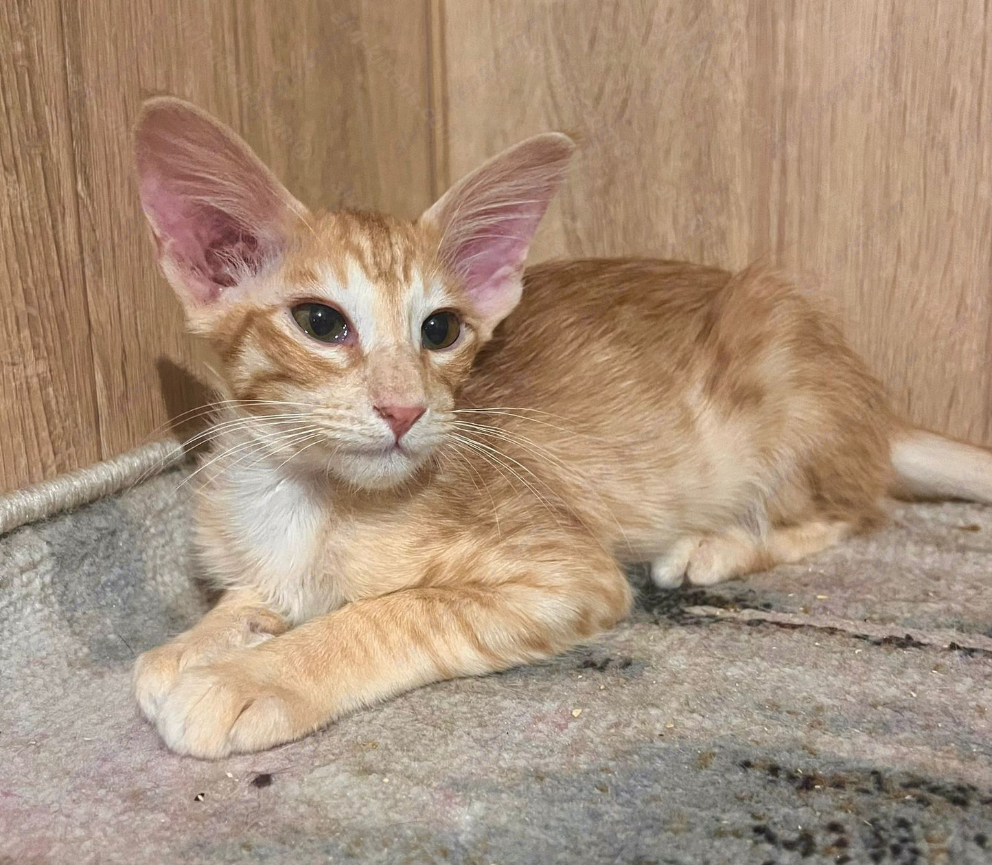 Javanese Kitten