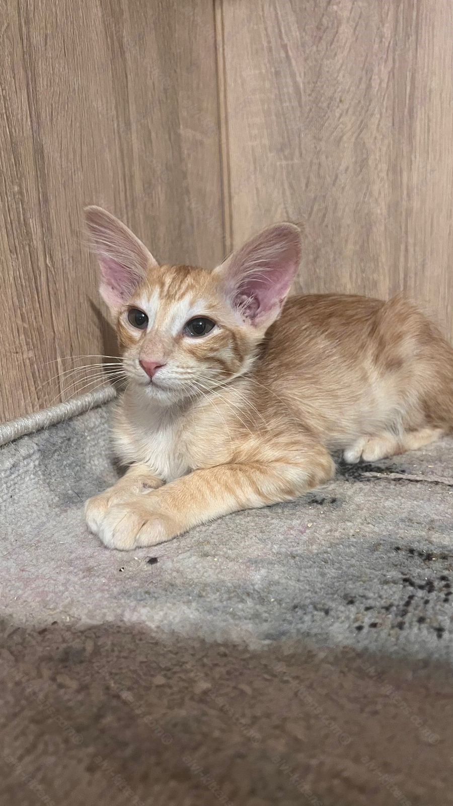Javanese Kitten