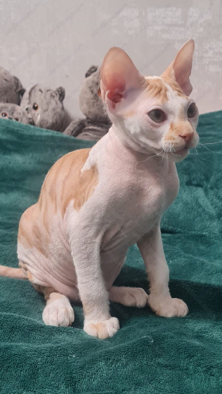 Don Sphynx kitten name "Lux"