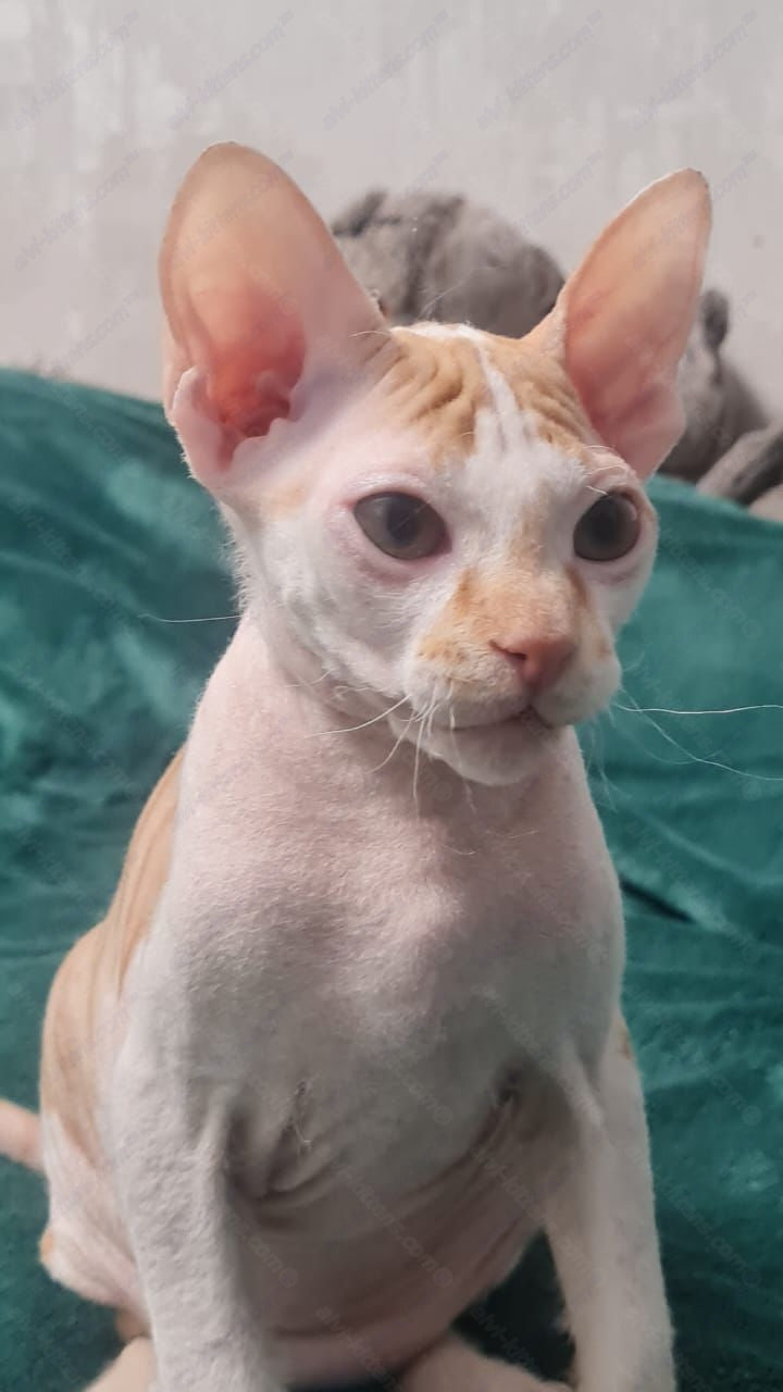 Don Sphynx kitten name "Lux"